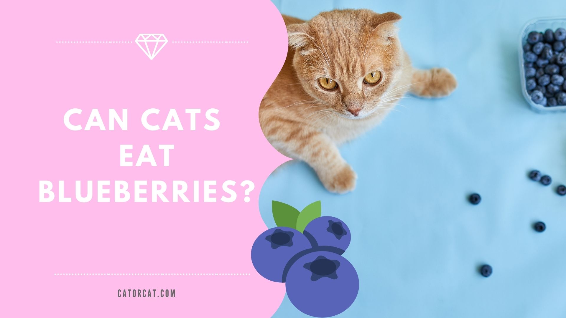 can cats eat blueberries