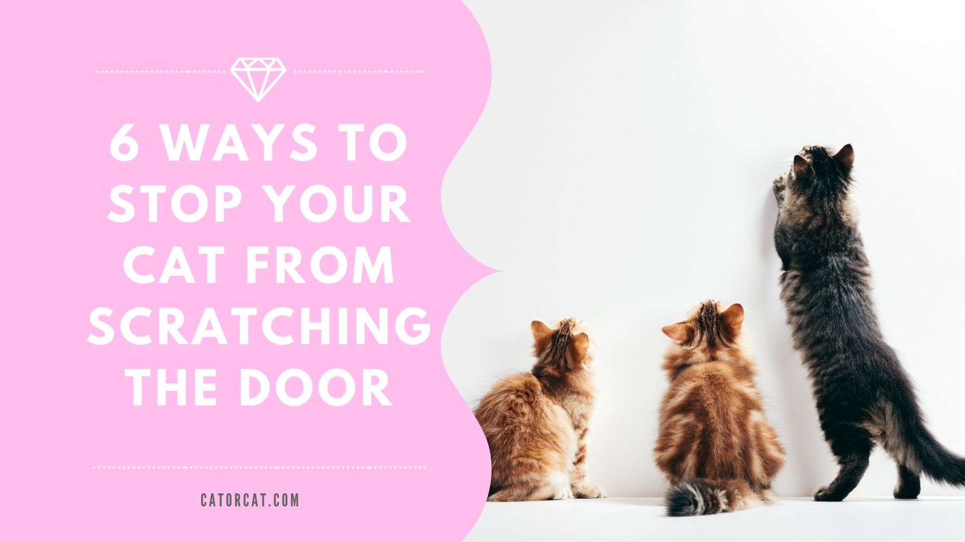 cat scratching the door